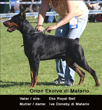 Orion Eko Ive Matario